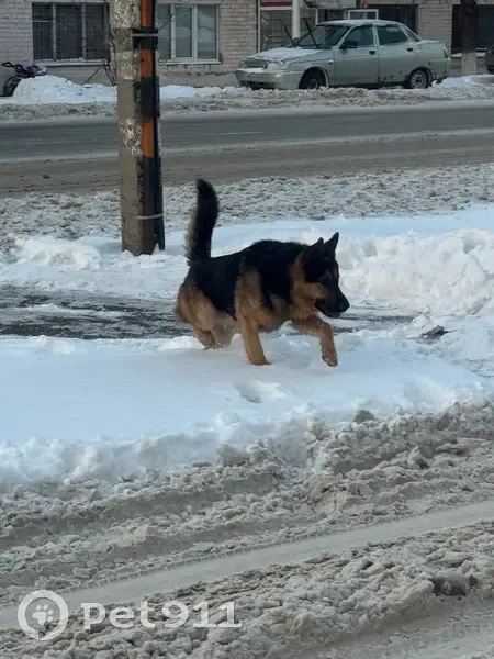 Собака у Пятерочки, ул. Расковой, Оренбург - photo