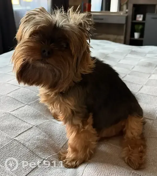 Пропала собака, 2-я Тихая ул., 13, Краснодар - photo