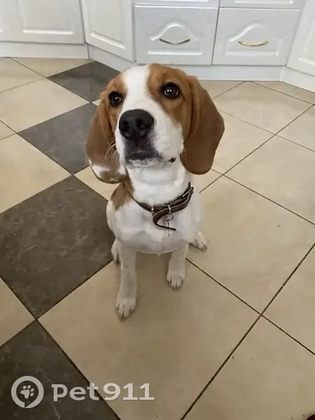 Пропала собака, Светлый переулок, 96 - photo