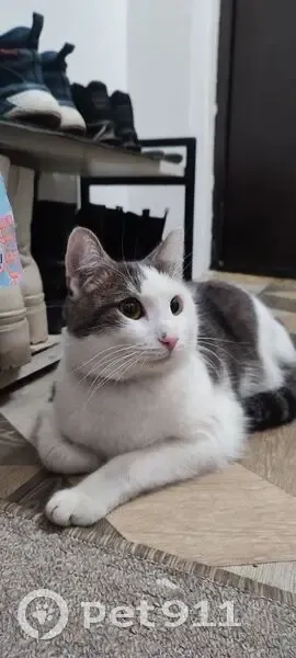 Кошка найдена: Федюнинского 7, Тюмень - photo