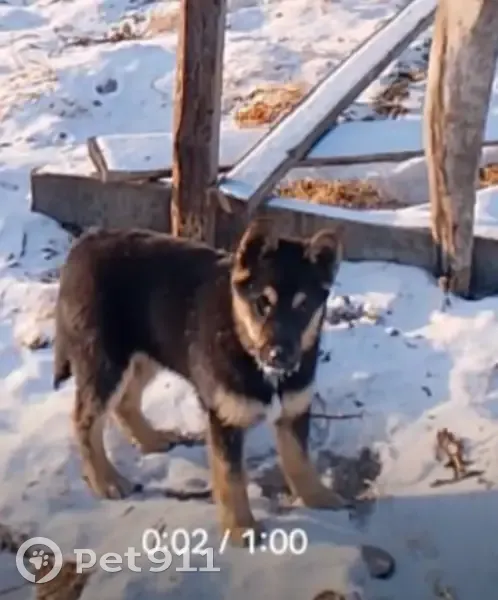 Пропала собака, ул. Энтузиастов, 96, Чита - photo