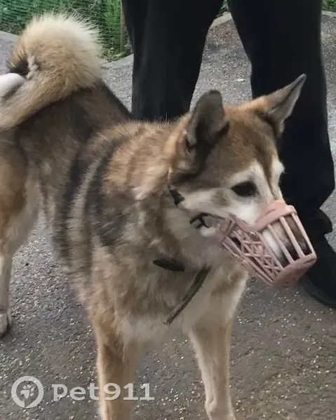 Пропала собака, ул. Лямина, 2, Горный - photo