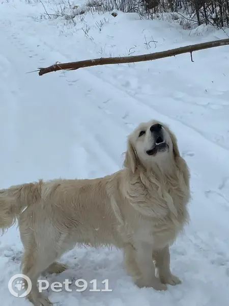 Пропала собака Дик, Савиново, Кировская обл. - photo