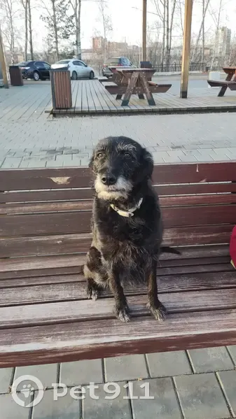 Пропала собака на Воронова, 13, Красноярск - photo