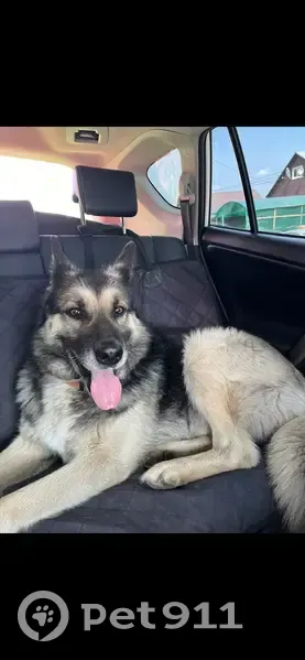 Пропала собака, Ярославского 115, Иркутск - photo