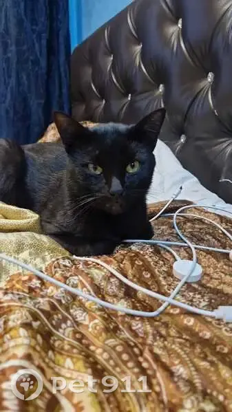 Пропала черная кошка, Крылова 30, Лысково - photo