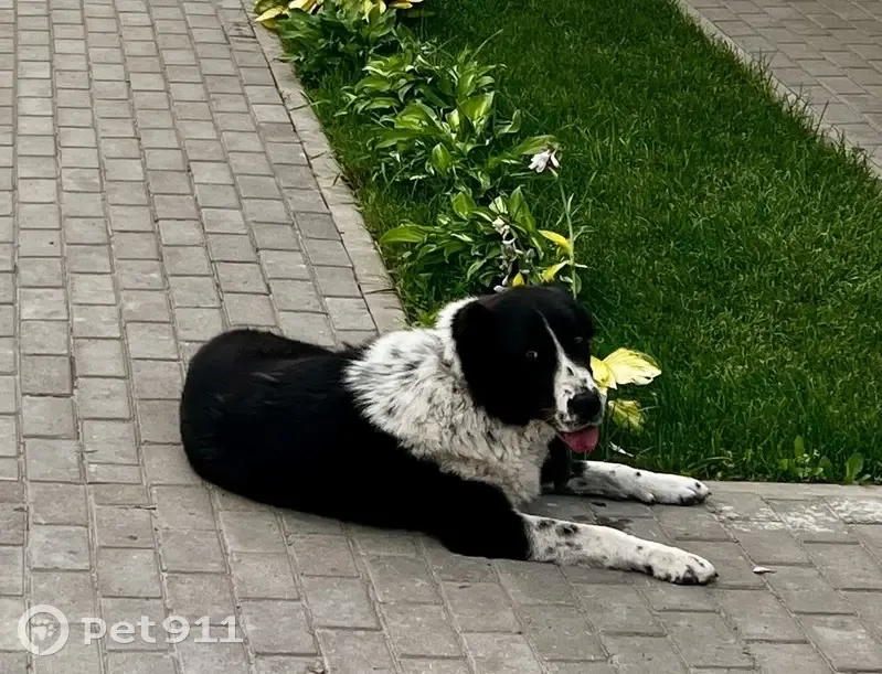 Пропала собака, Верхняя Иншинка, Тула - photo