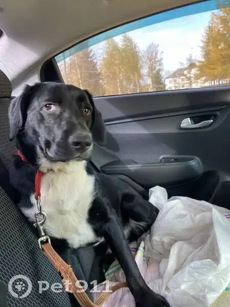 Пропала собака, МО, висячие уши - photo