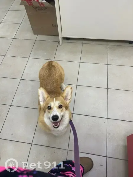 Пропала собака, Свободная ул. 4 к5, Тамбов - photo