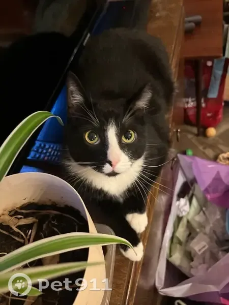 Пропала кошка Китя, пер. Макаренко, 15/147 - photo