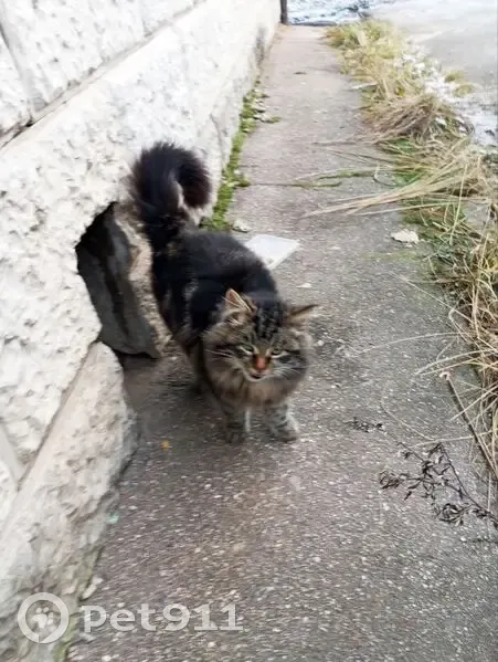 Кошка найдена в Спас-Заулке, Центр. ул. - photo