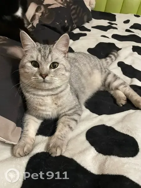 Пропала кошка, ул. Полоса Отвода, 27 - photo