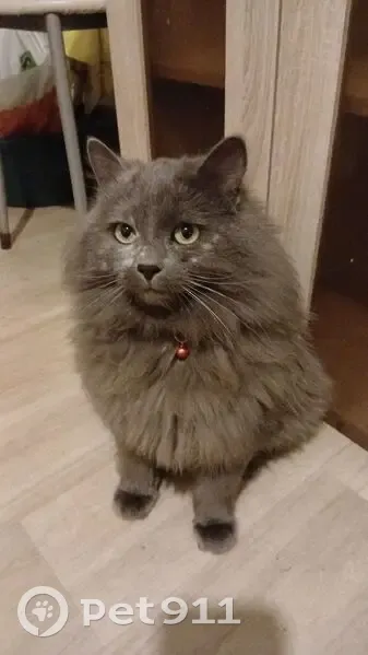 Пропала кошка, Уссурийск, Строительная 5В - photo