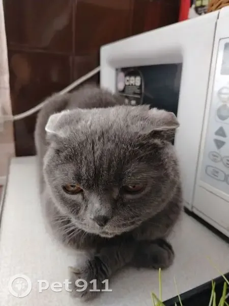 Серая кошка найдена, ул. Есенина 104 - photo