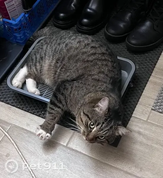 Кошка найдена: 20-й проезд, Выселки - photo