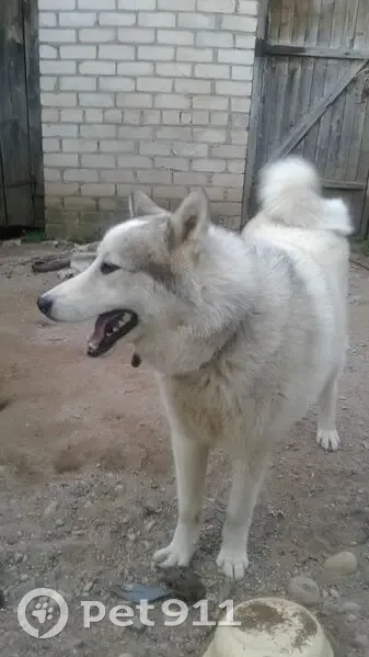 Пропала собака, Себежское с/п, Псковская обл. - photo