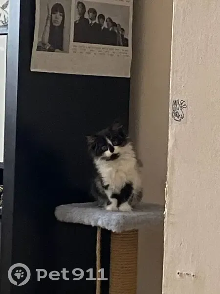 Пропала кошка, Прибалтийская 31/1, Екб - photo