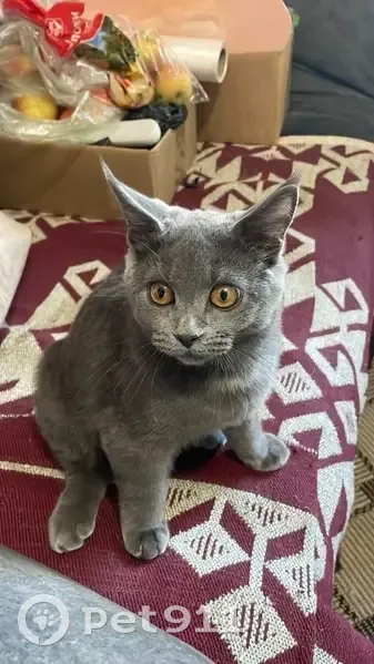 Пропала кошка, ул. Гагарина, 374, Михайловск - photo