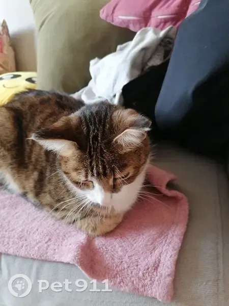 Пропала кошка на ул. Балябина, Чита - photo