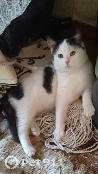 Пропала кошка, Курганинск, Краснодарский край - photo