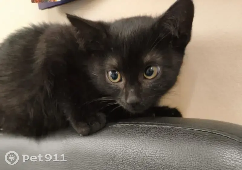 Пропал котёнок, 2-я Заводская 20, Красково - photo