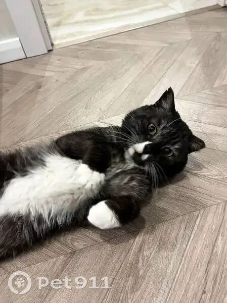 Кот найден на трассе Кемерово-Юрга - photo