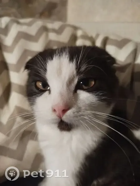 Пропала кошка, пер. Бусыгина, 36, Шахты - photo