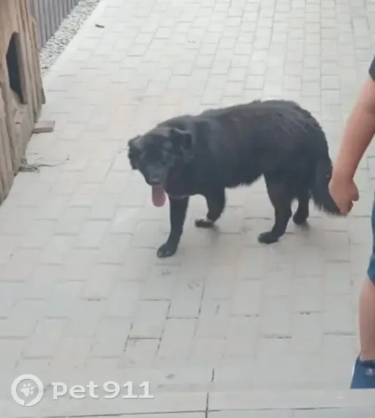 Пропала собака в Томске, Томская область - photo