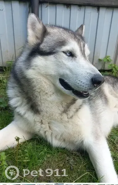 Пропала собака, Ивантеевка, Мос. обл. - photo