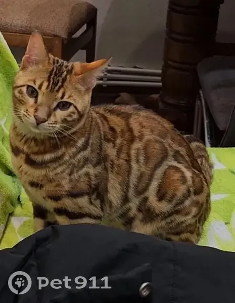 Пропала бенгальская кошка, Донецк, 8 Марта 4А - photo