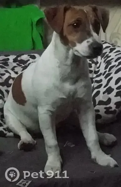 Пропала собака, Быковское шоссе, 33 - photo