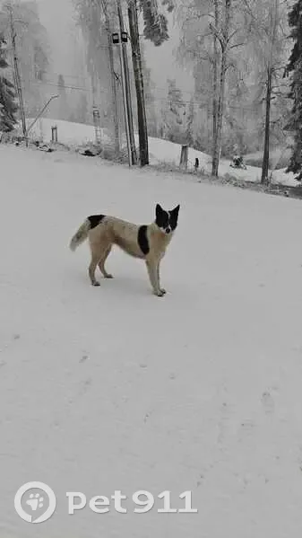 Найдена собака в Красноозёрном 41К-017 - photo