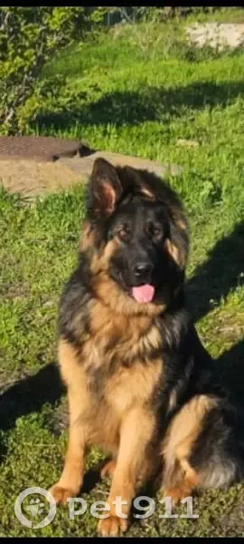 Пропала собака, Линейная ул., Невинномысск - photo