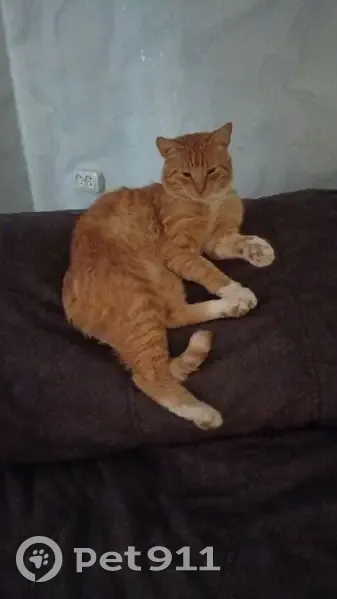 Пропала кошка, Гражданская 38, Кувшиново - photo