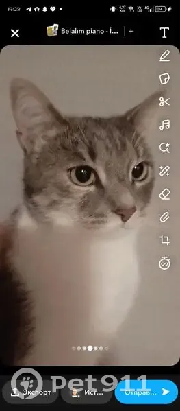 Пропала кошка, ул. Рахманинова, Краснодар - photo