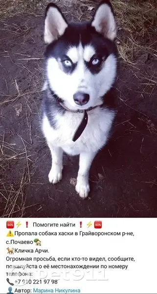 Пропала хаски, Белгородская обл. - photo