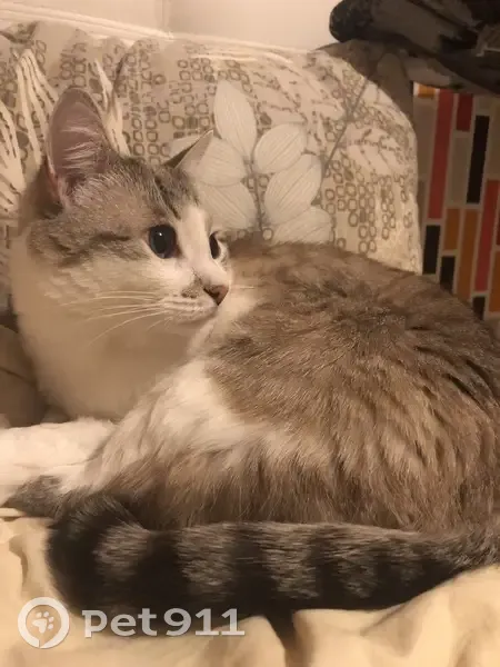 Пропала кошка, ул. Чапаева, 44, Красный Кут - photo