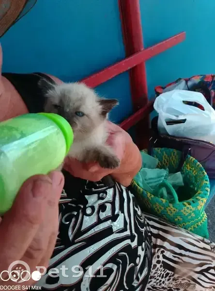 Пропала сиамская кошка, ул. Чайковского, 66 - photo