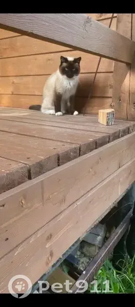 Пропала кошка, Ленинградская область - photo