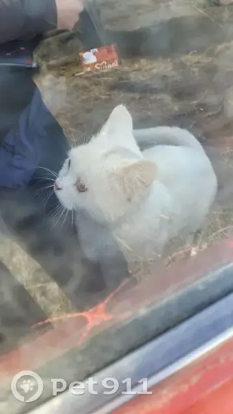 Пропала кошка, пр. Советов, 3, Чита - photo