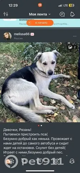 Пропала собака, Михайловское ш., Рязань - photo