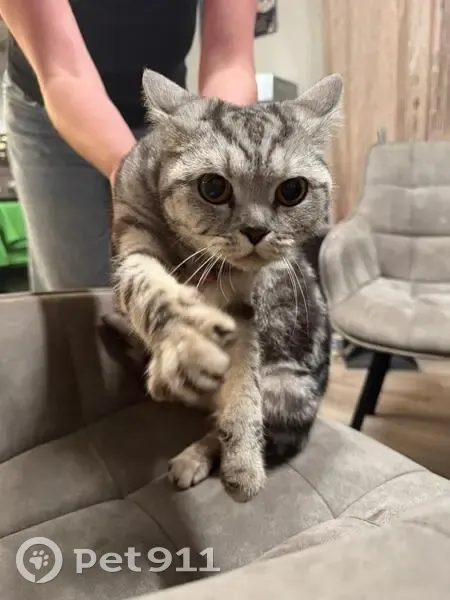 Кошка найдена: ул. Маршала Захарова, СПб - photo