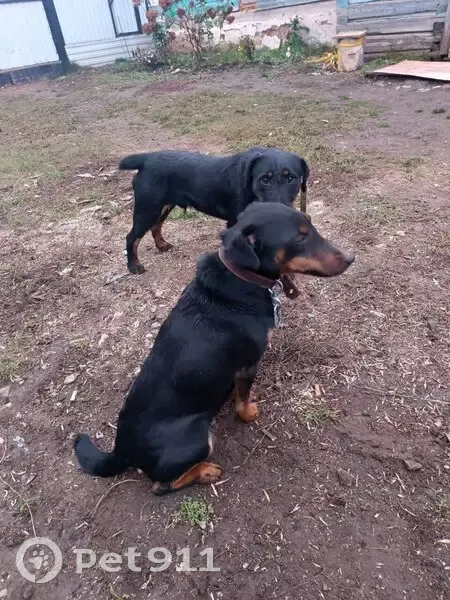 Пропали собаки на а/д Сардаял - Сарда - photo