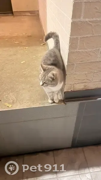 Кошка найдена: пер. Островского, 22, Астрахань - photo