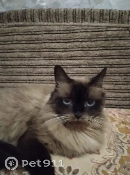 Пропала кошка, Пензенская ул. 57, Самара - photo