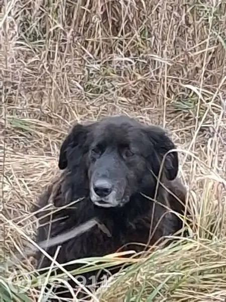 Пропала собака, Андреевское, Владимирская обл. - photo