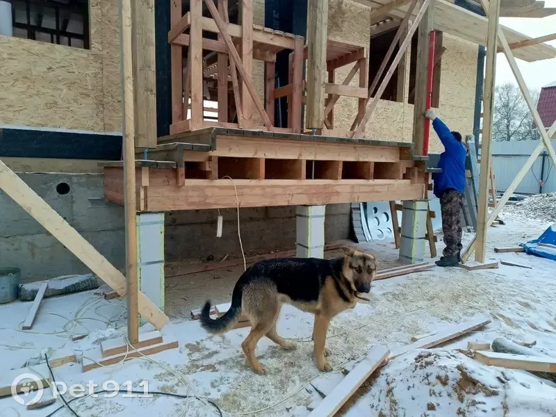 Найдена собака, д. Артемки, Можайск - photo