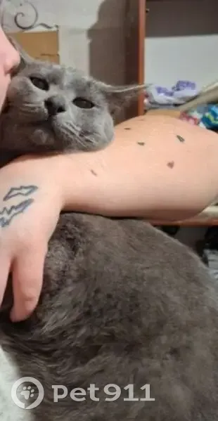 Пропала кошка, Уржум, Молодёжная 19 - photo