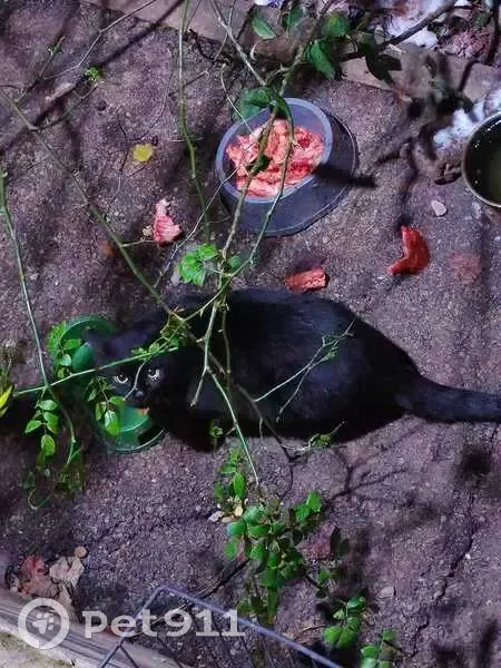 Пропал чёрный котёнок, ул. Чехова, 45 - photo