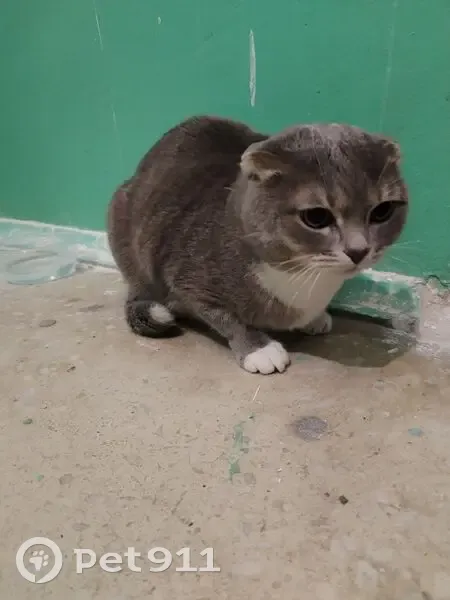 Кошка найдена: Профсоюзная 46, Кострома - photo